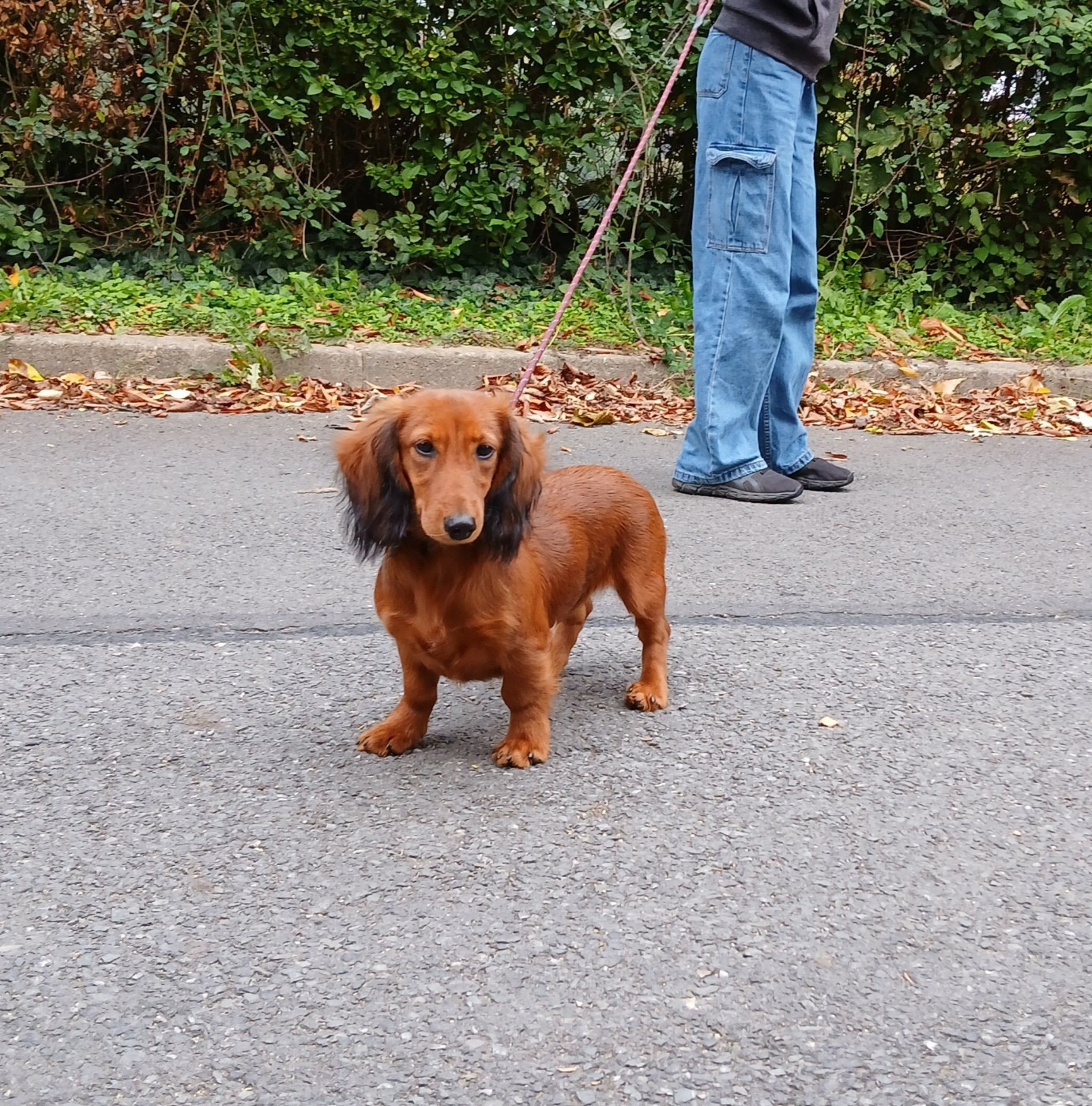Abricotine des Petites Pattes du Causes