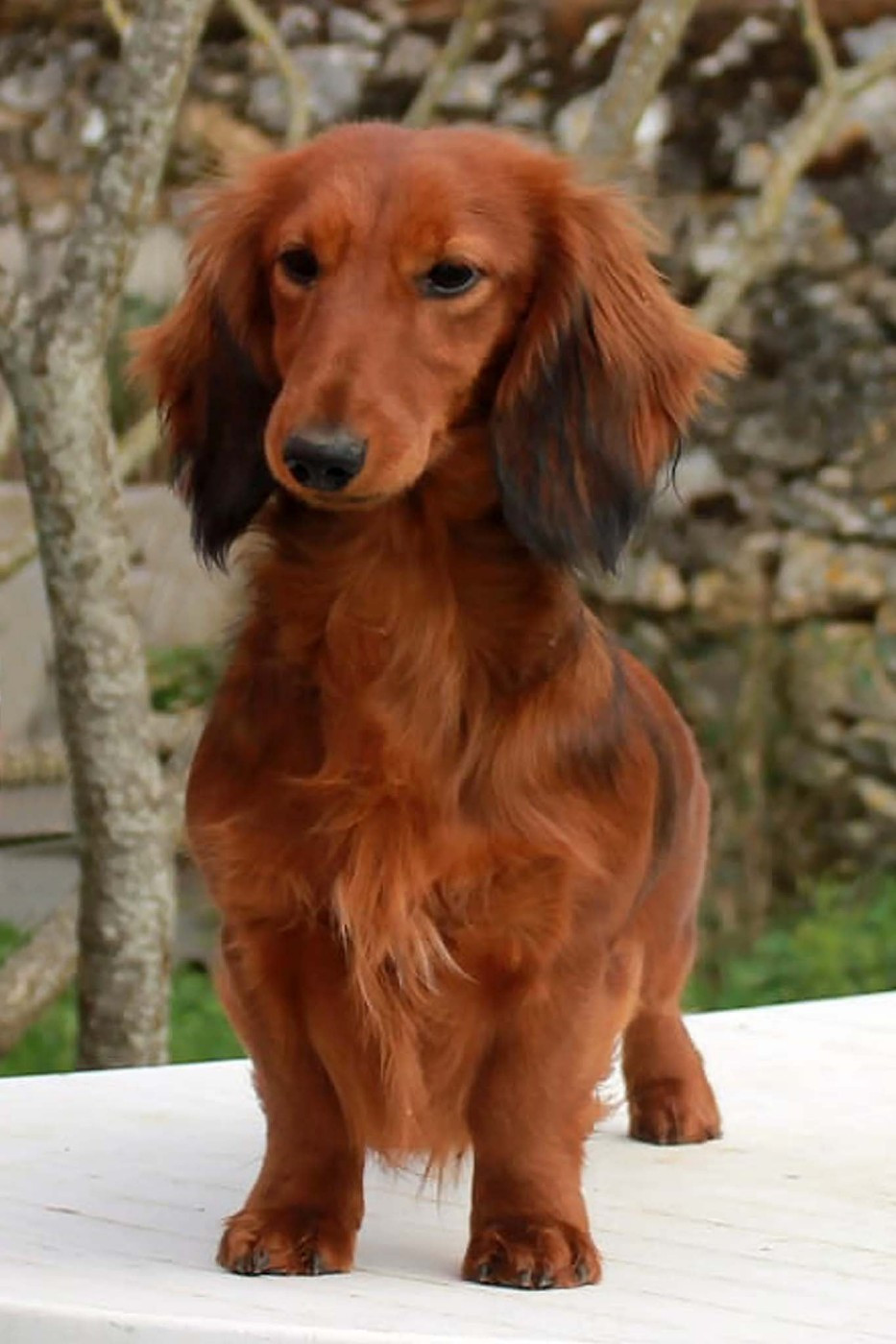 Abricotine des Petites Pattes du Causes