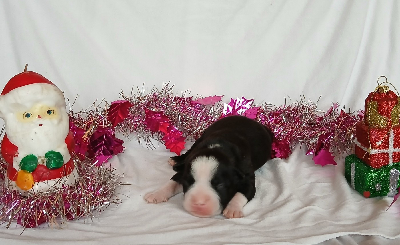 Du Domaine Du Sautadet - Chiots disponibles - American Staffordshire Terrier