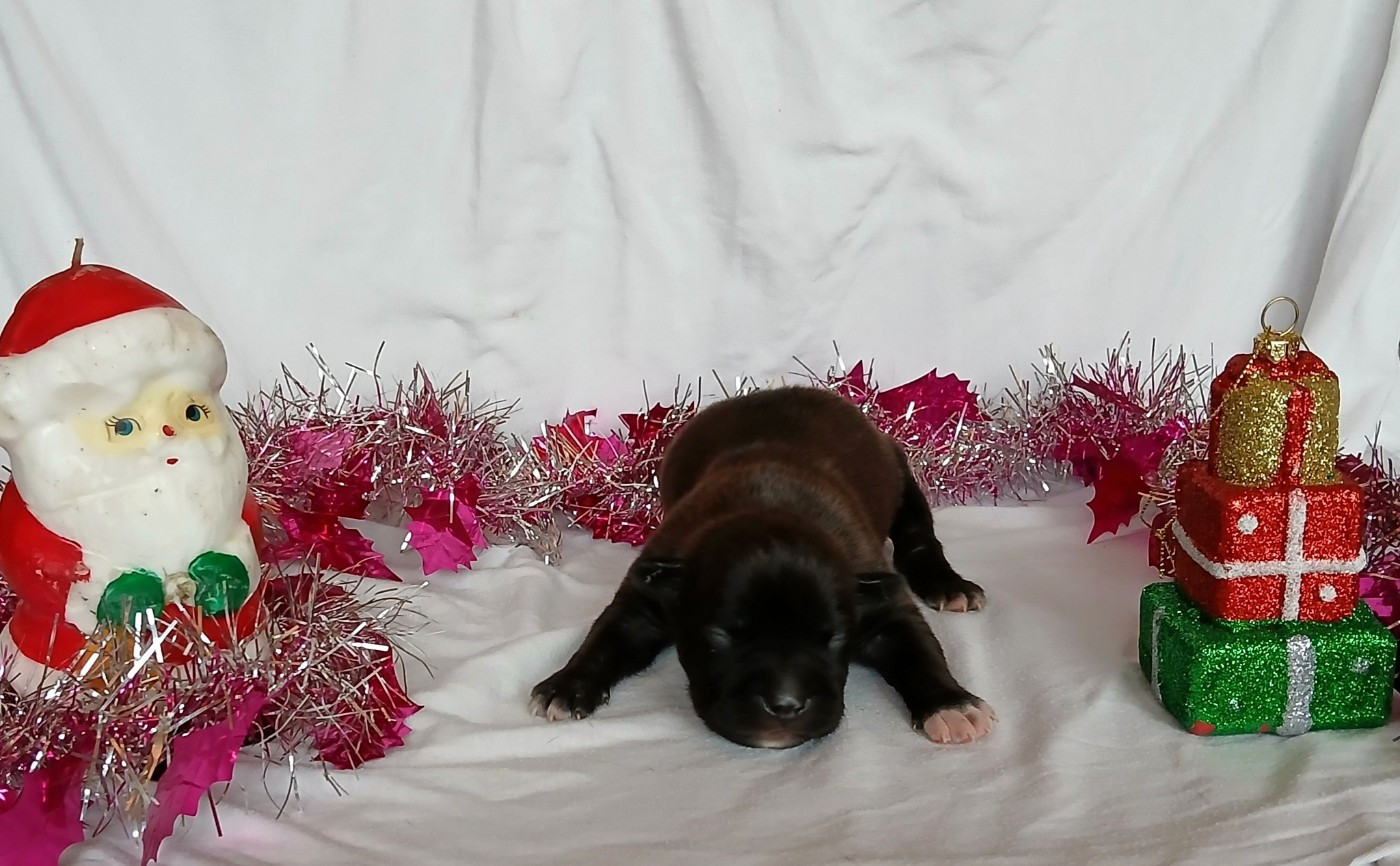 Du Domaine Du Sautadet - Chiots disponibles - American Staffordshire Terrier