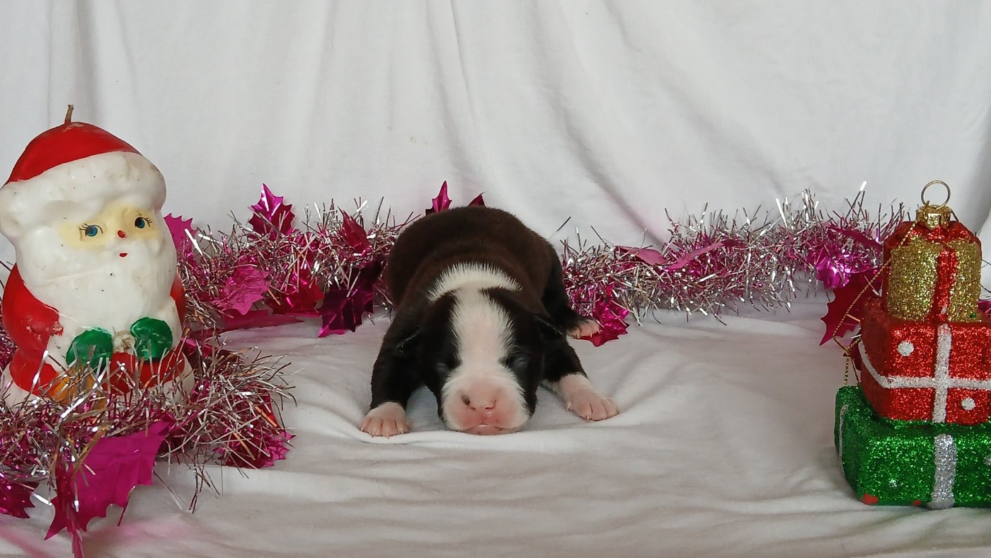 Du Domaine Du Sautadet - Chiots disponibles - American Staffordshire Terrier