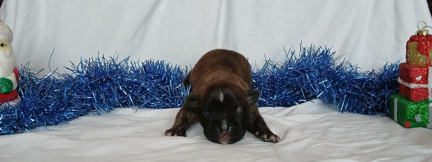 Du Domaine Du Sautadet - Chiots disponibles - American Staffordshire Terrier