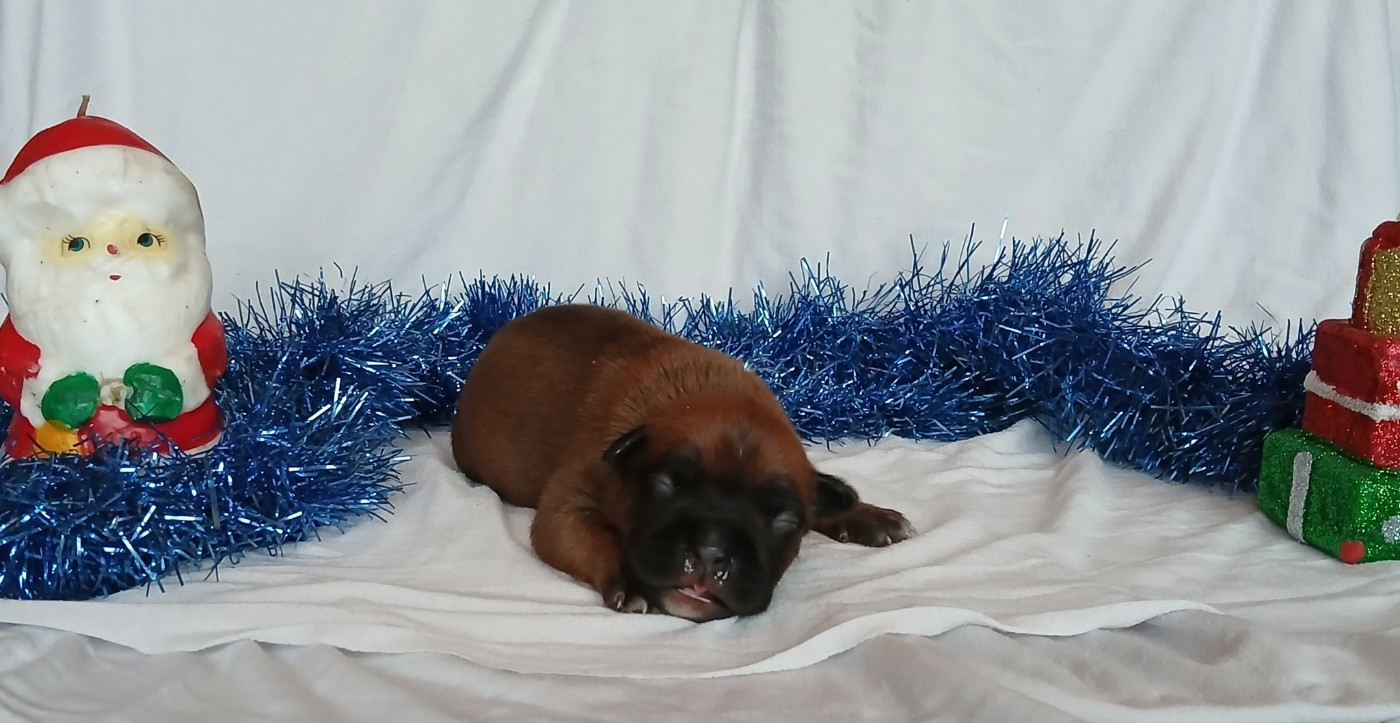 Du Domaine Du Sautadet - Chiots disponibles - American Staffordshire Terrier