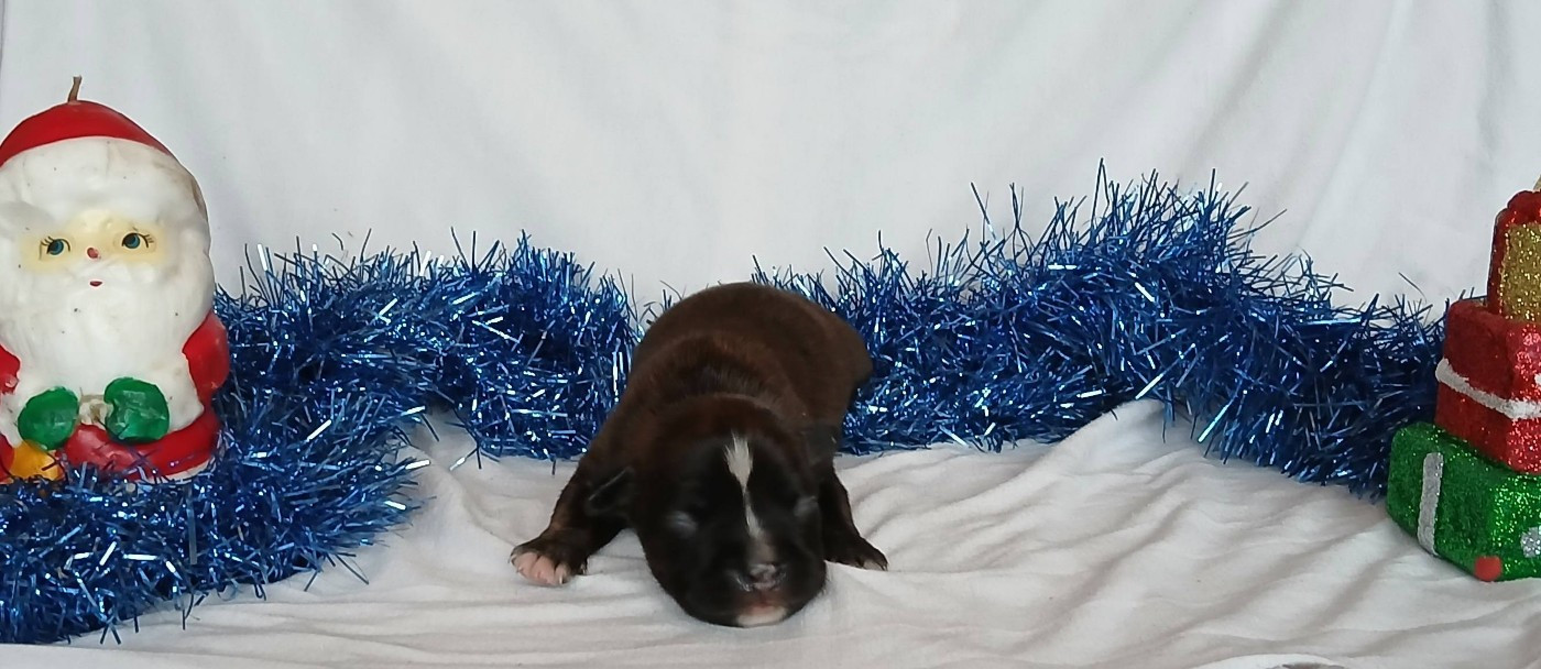 Du Domaine Du Sautadet - Chiots disponibles - American Staffordshire Terrier