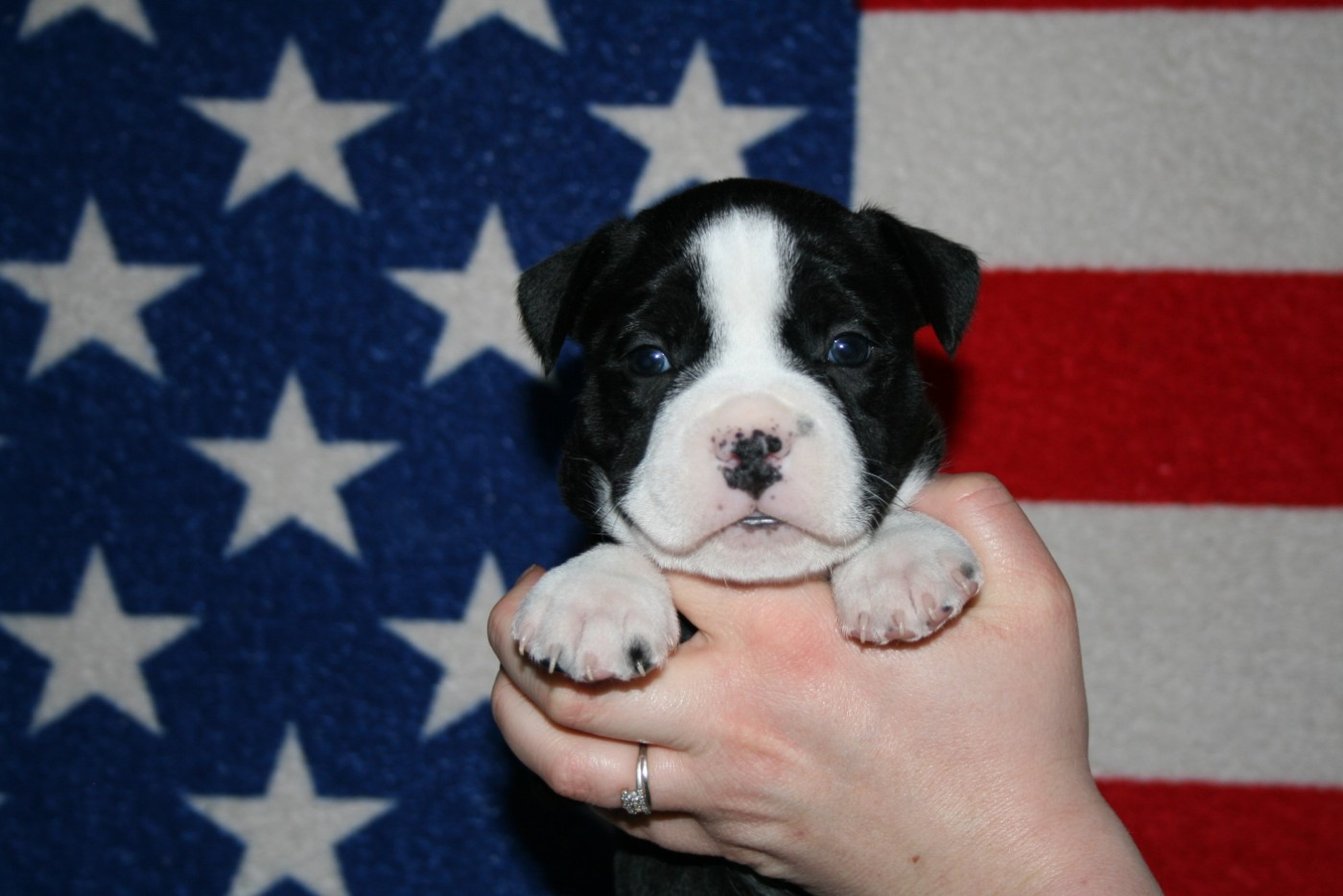 Du Domaine Du Sautadet - American Staffordshire Terrier - Portée née le 04/12/2025
