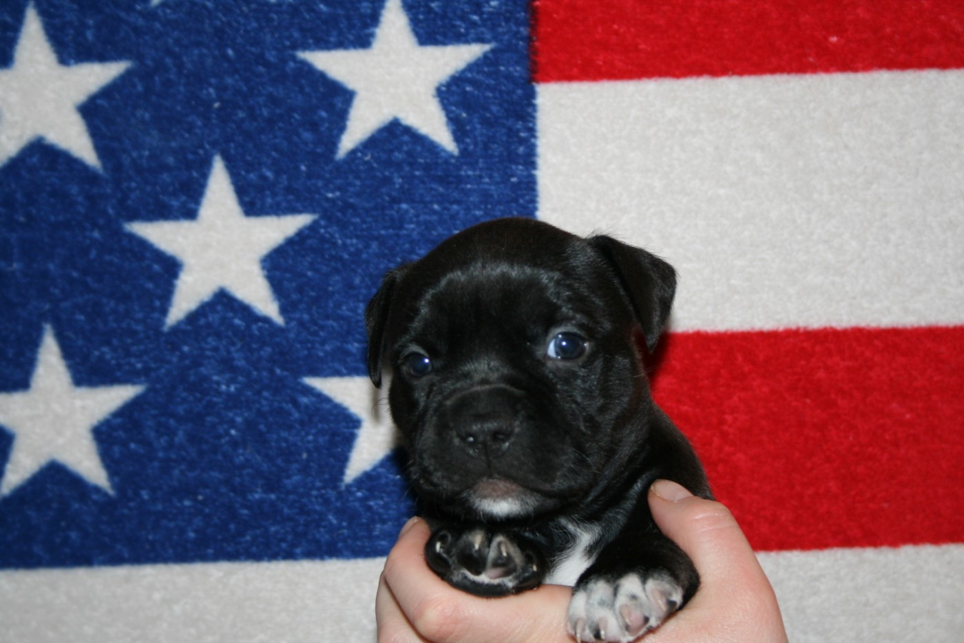 Du Domaine Du Sautadet - Chiots disponibles - American Staffordshire Terrier