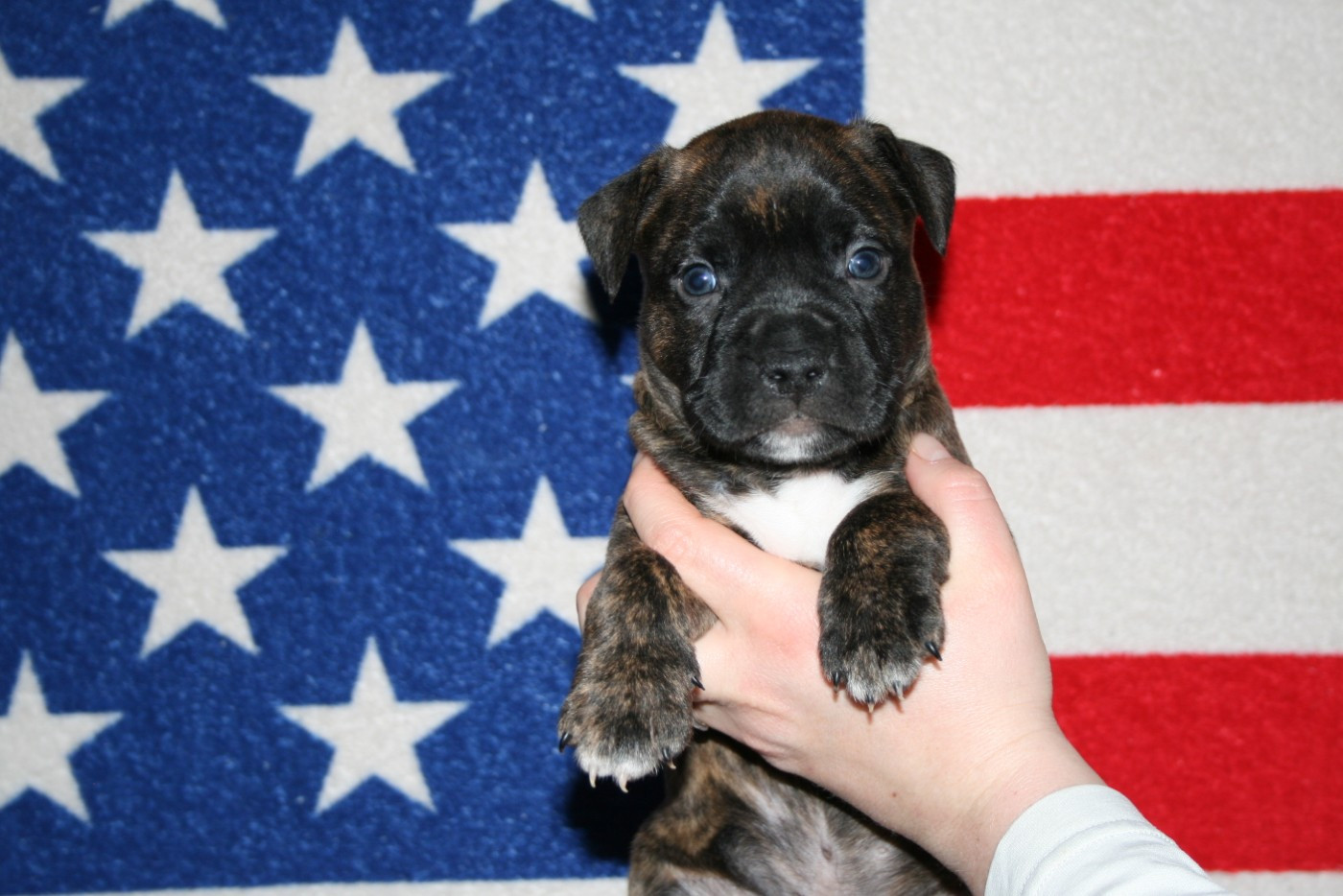Du Domaine Du Sautadet - Chiots disponibles - American Staffordshire Terrier