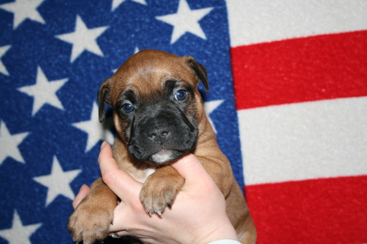 Du Domaine Du Sautadet - Chiots disponibles - American Staffordshire Terrier