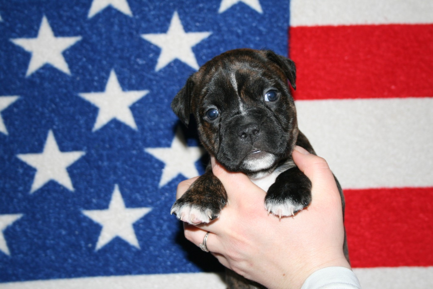 Du Domaine Du Sautadet - Chiots disponibles - American Staffordshire Terrier