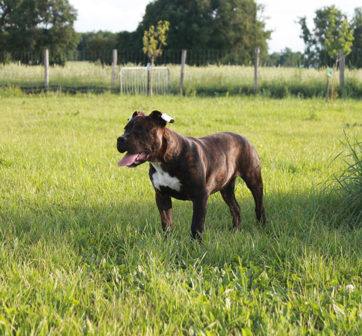 Du Domaine Du Sautadet - Chiots disponibles - American Staffordshire Terrier