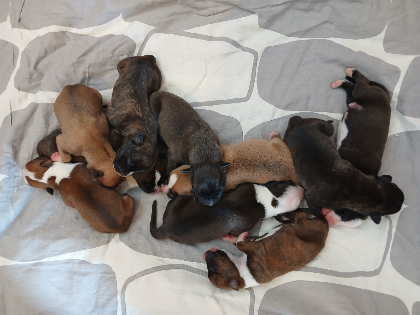Chiot American Staffordshire Terrier Du Domaine Du Sautadet