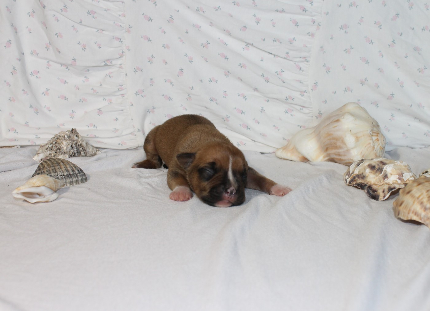 Du Domaine Du Sautadet - Chiots disponibles - American Staffordshire Terrier