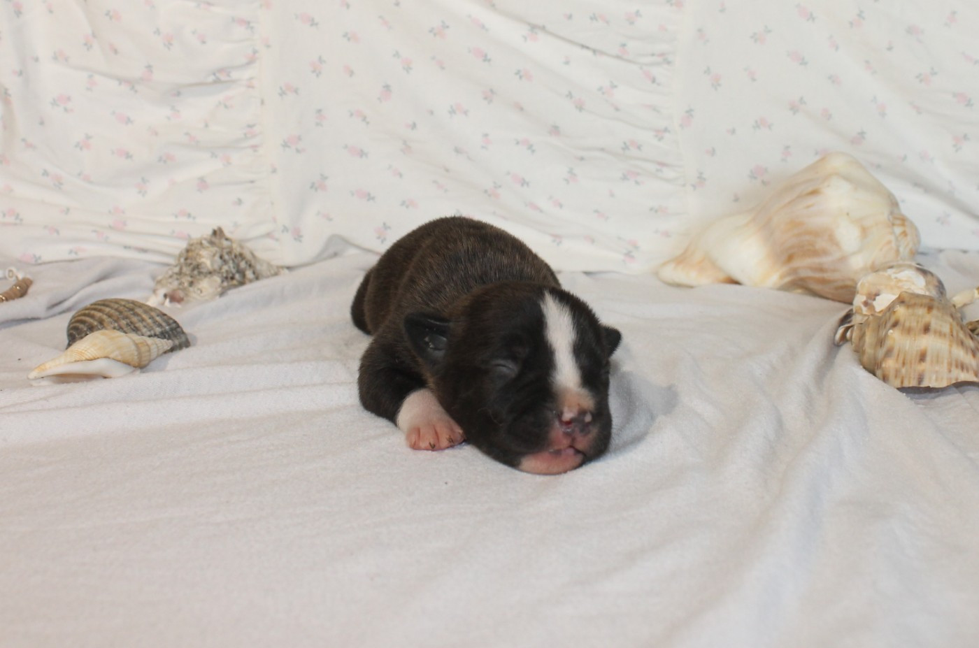 Du Domaine Du Sautadet - Chiots disponibles - American Staffordshire Terrier