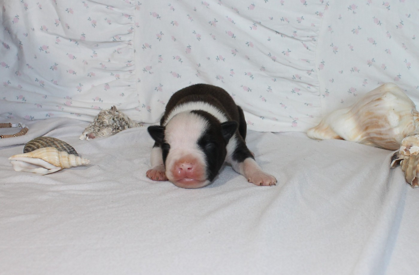Du Domaine Du Sautadet - Chiots disponibles - American Staffordshire Terrier
