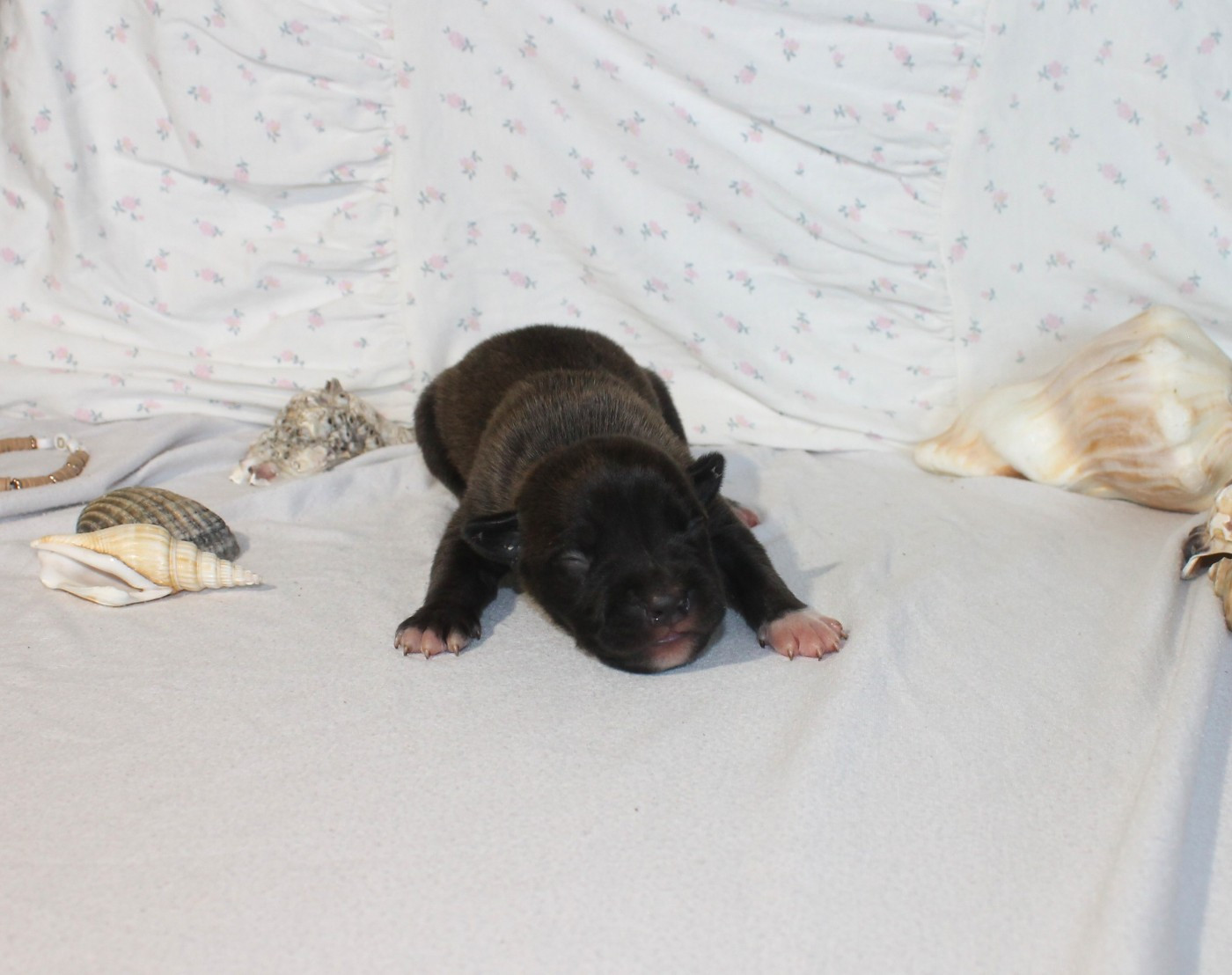 Du Domaine Du Sautadet - Chiots disponibles - American Staffordshire Terrier