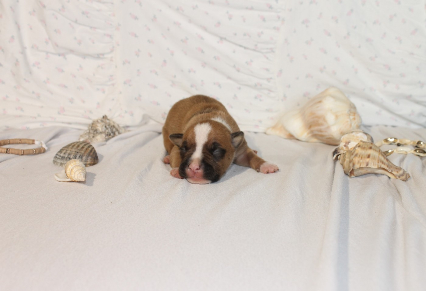 Du Domaine Du Sautadet - Chiots disponibles - American Staffordshire Terrier