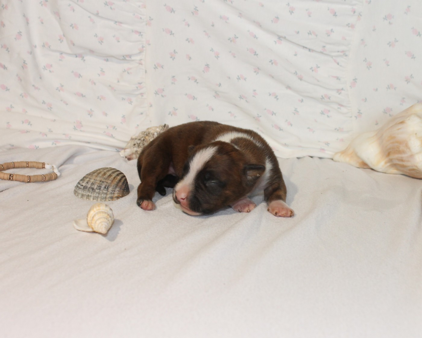 Du Domaine Du Sautadet - Chiots disponibles - American Staffordshire Terrier