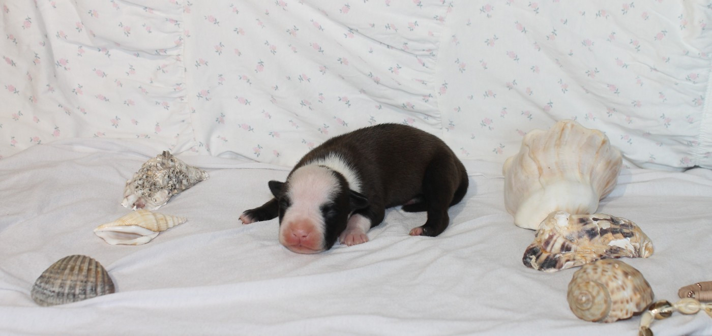 Du Domaine Du Sautadet - Chiots disponibles - American Staffordshire Terrier
