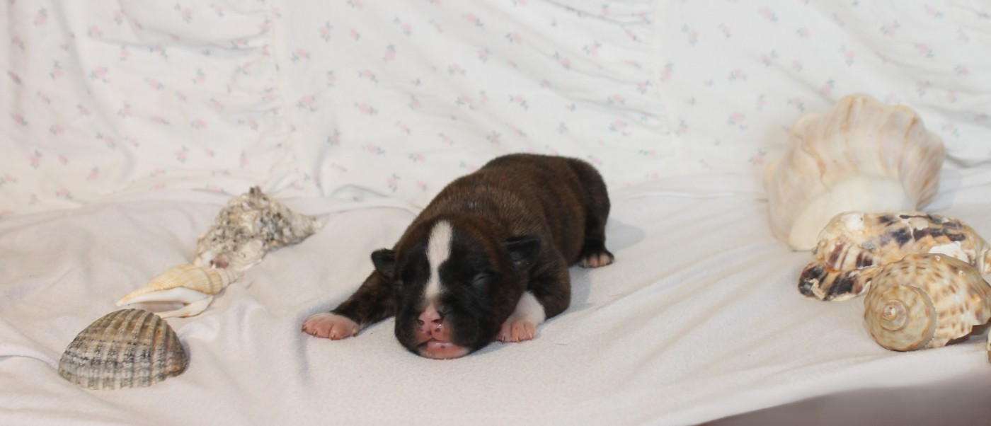 Du Domaine Du Sautadet - Chiots disponibles - American Staffordshire Terrier