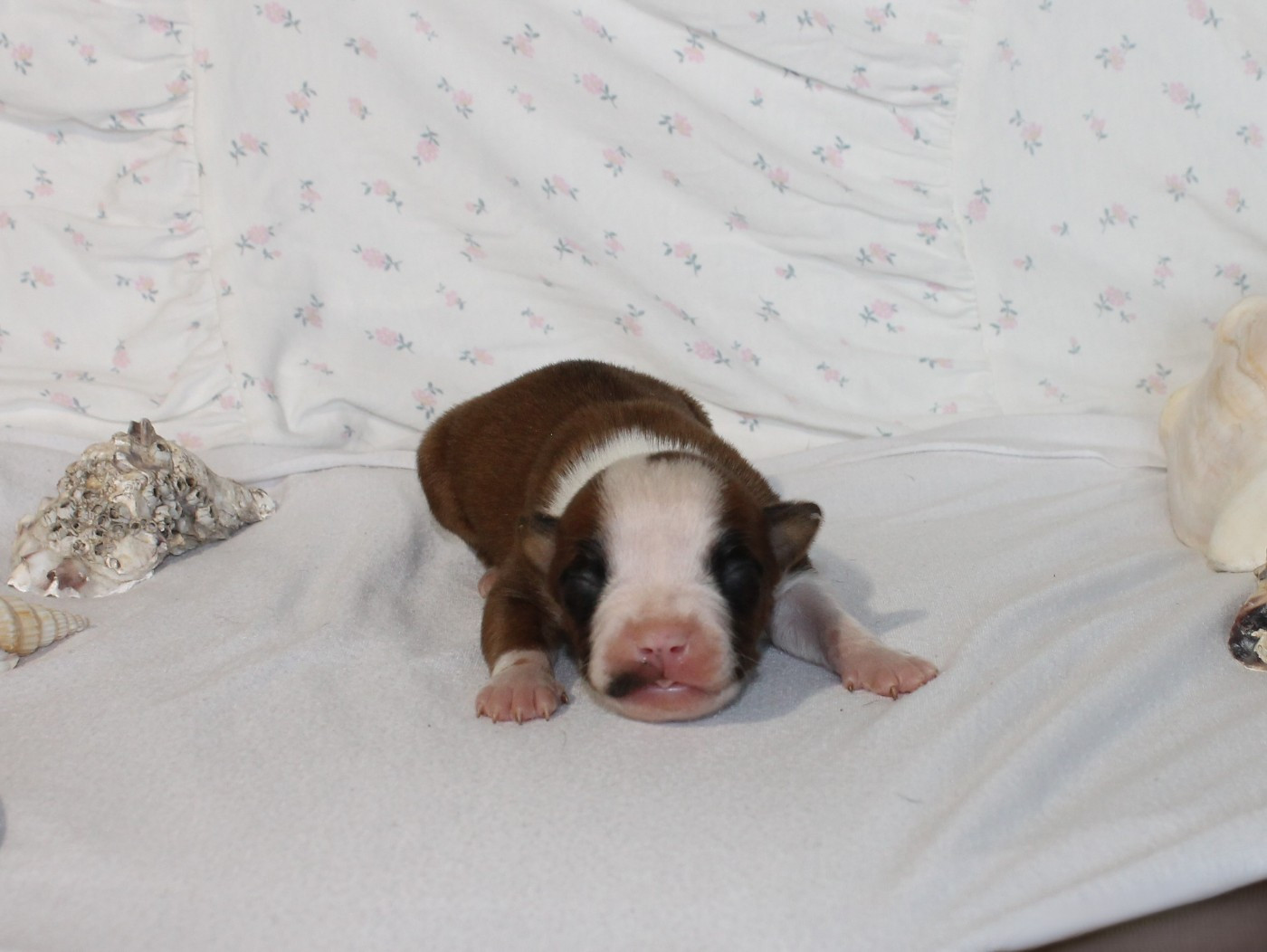 Du Domaine Du Sautadet - Chiots disponibles - American Staffordshire Terrier
