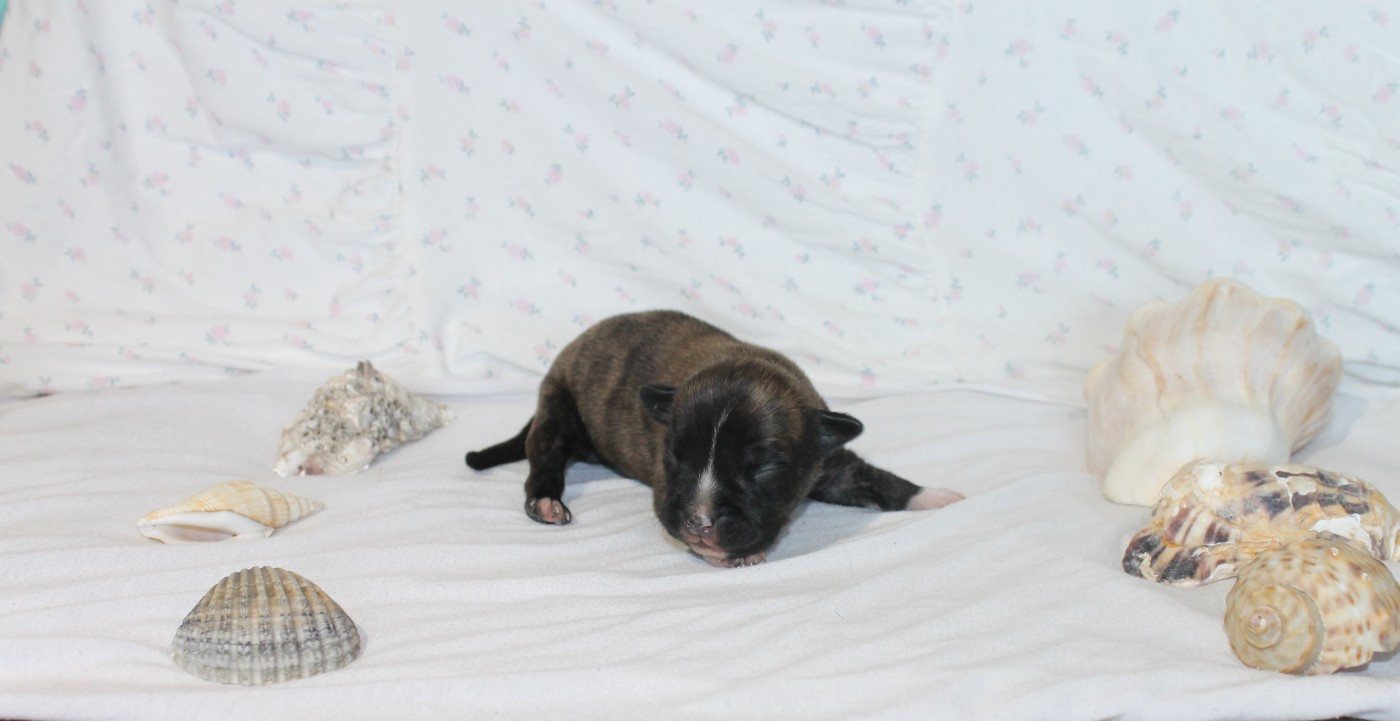 Du Domaine Du Sautadet - Chiots disponibles - American Staffordshire Terrier