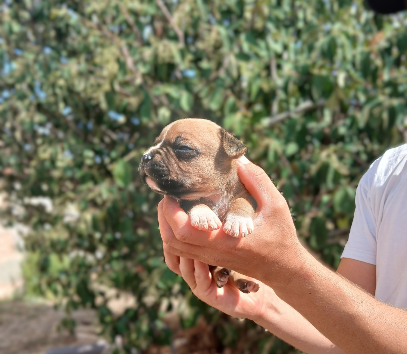 Du Domaine Du Sautadet - Chiots disponibles - American Staffordshire Terrier