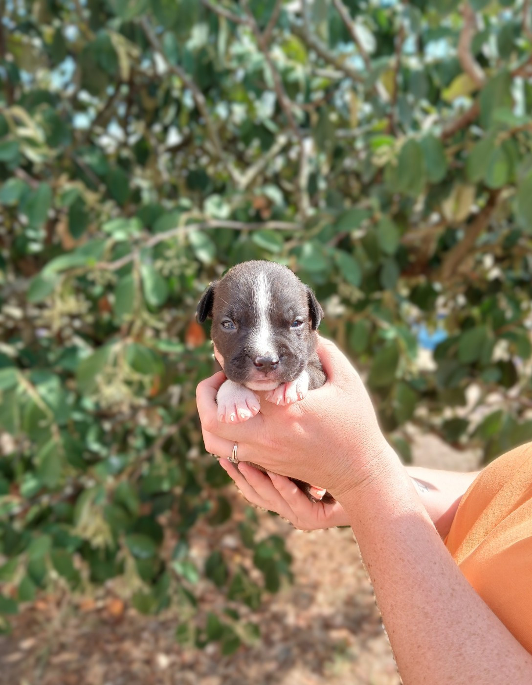 Du Domaine Du Sautadet - Chiots disponibles - American Staffordshire Terrier