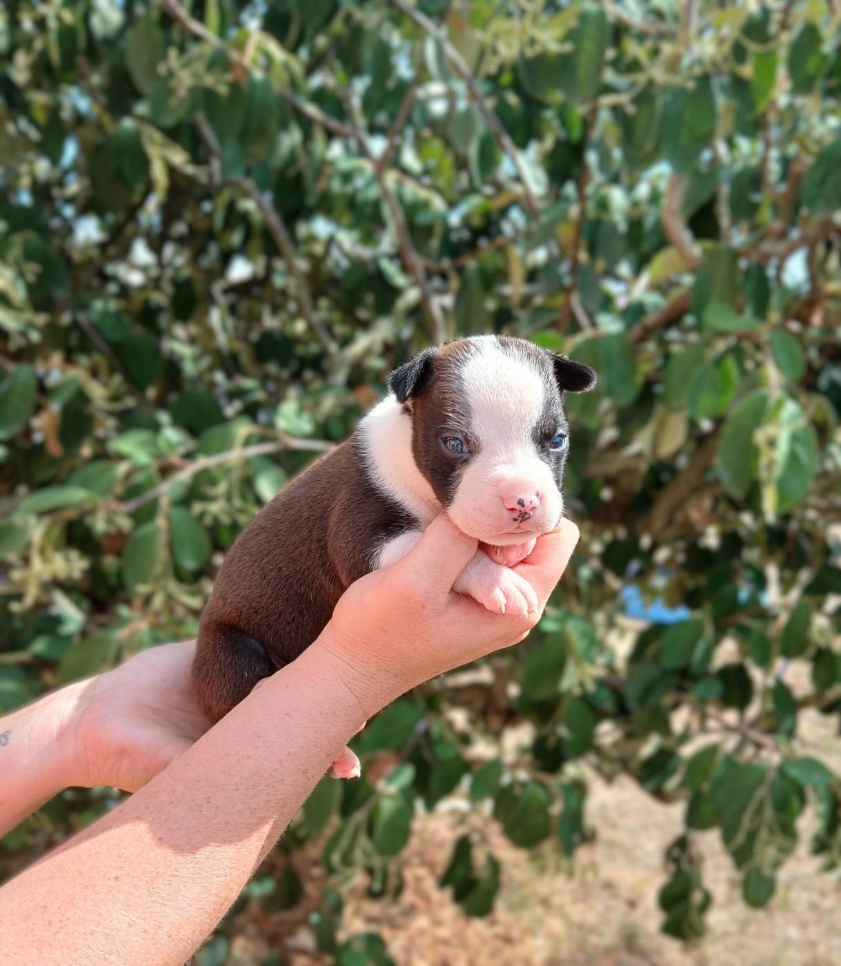 Du Domaine Du Sautadet - Chiots disponibles - American Staffordshire Terrier