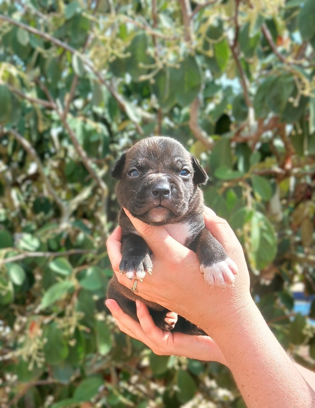 Du Domaine Du Sautadet - Chiots disponibles - American Staffordshire Terrier