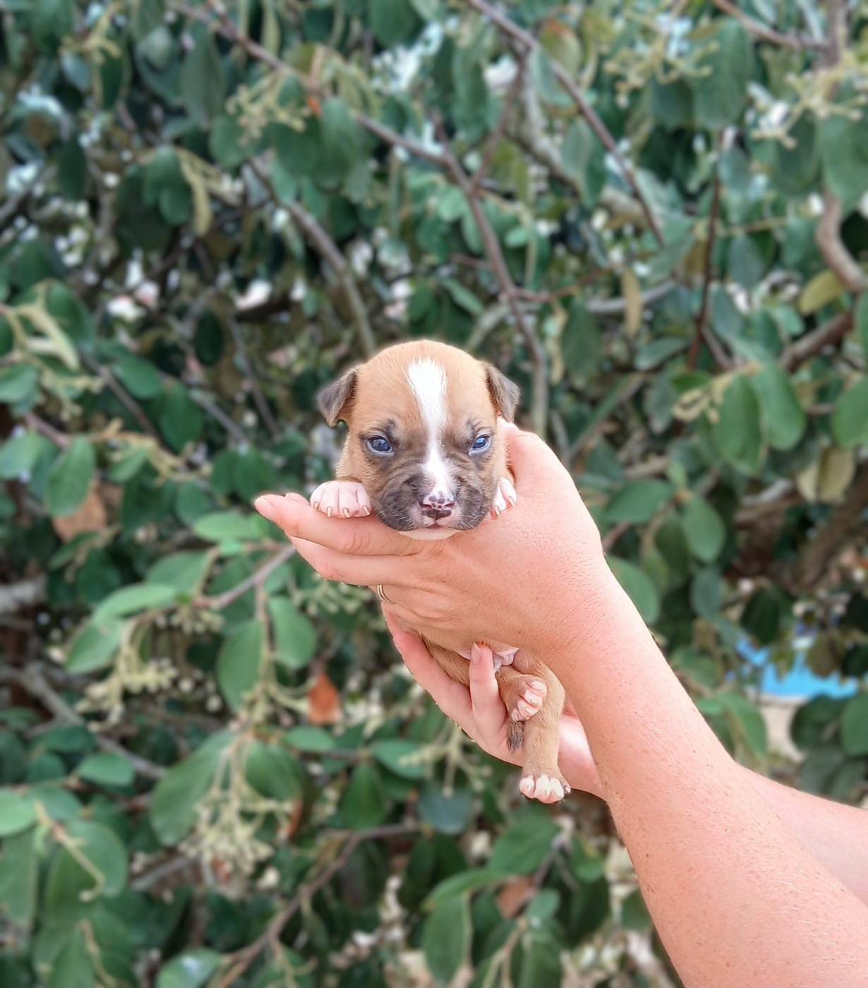 Du Domaine Du Sautadet - Chiots disponibles - American Staffordshire Terrier