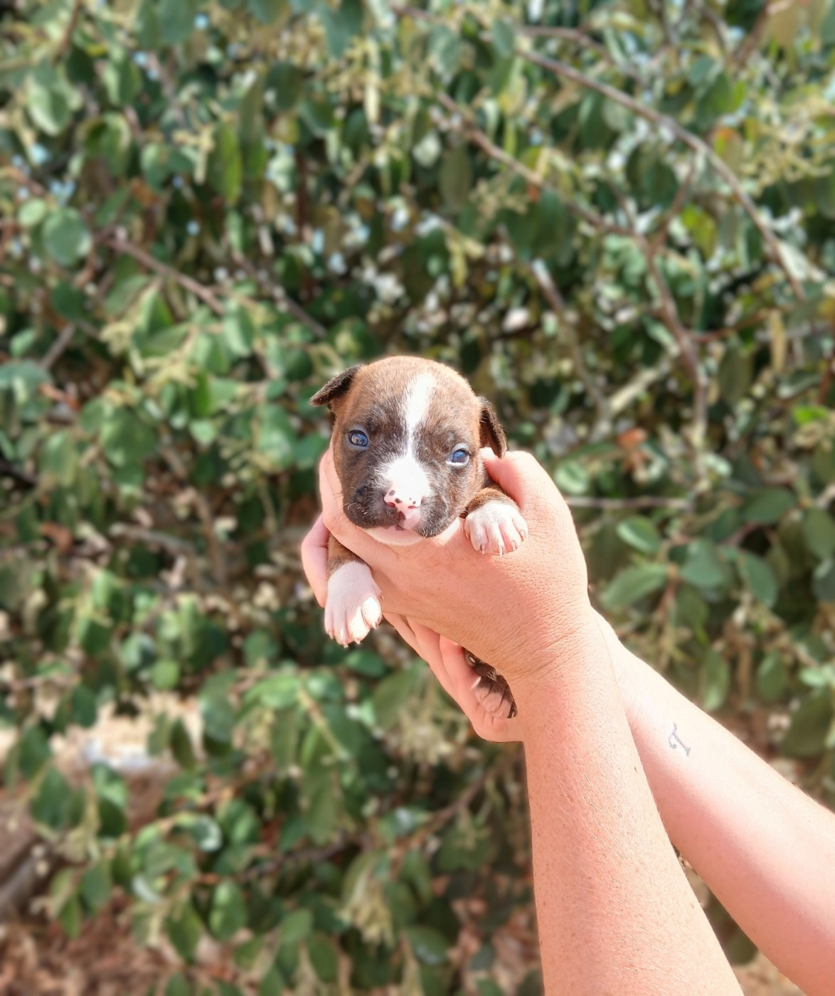 Du Domaine Du Sautadet - Chiots disponibles - American Staffordshire Terrier