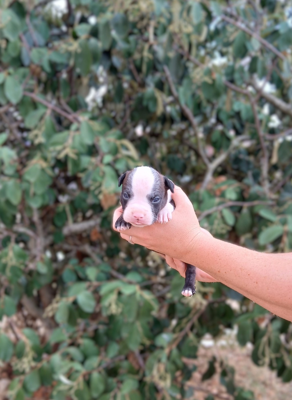 Du Domaine Du Sautadet - Chiots disponibles - American Staffordshire Terrier