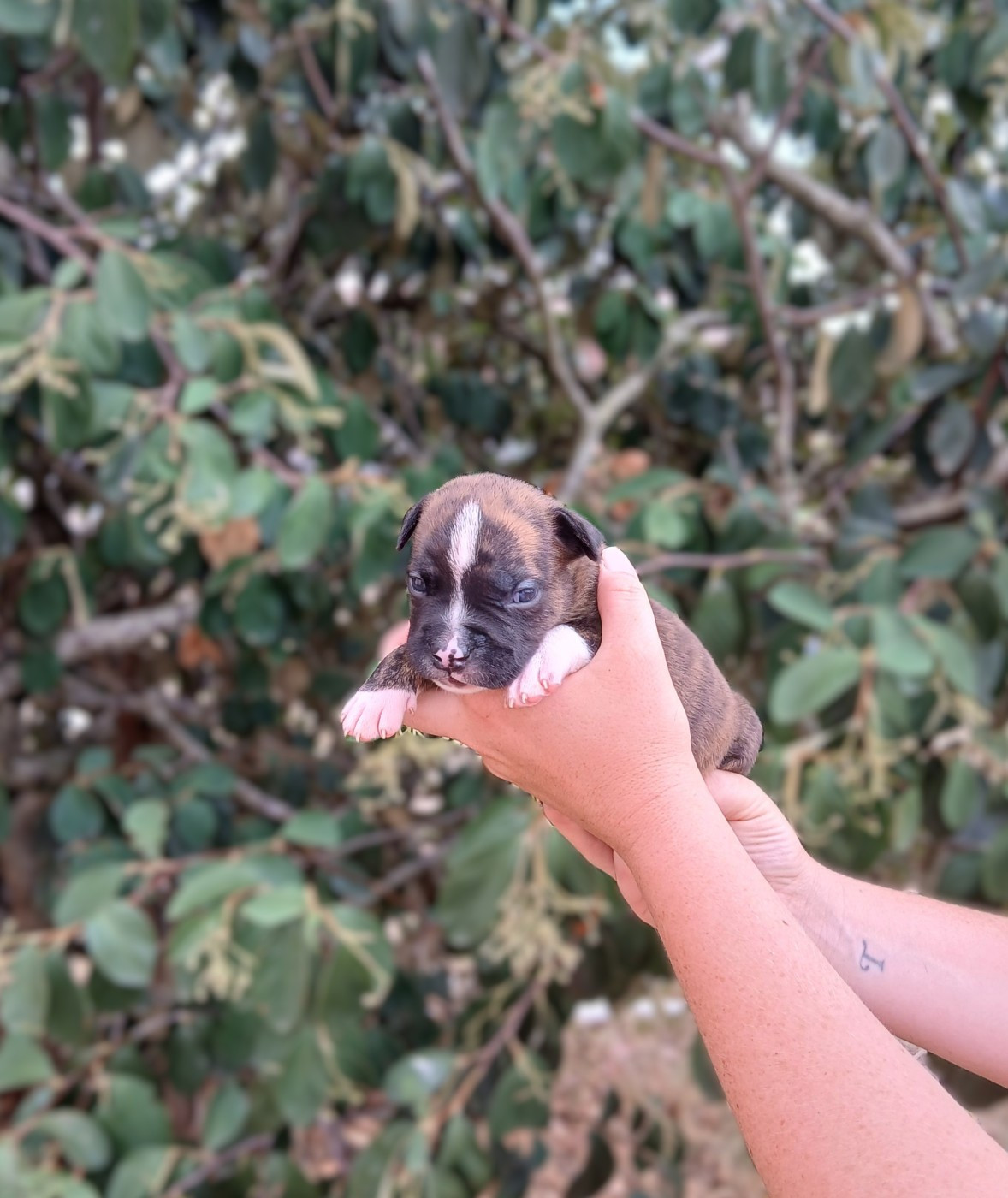 Du Domaine Du Sautadet - Chiots disponibles - American Staffordshire Terrier