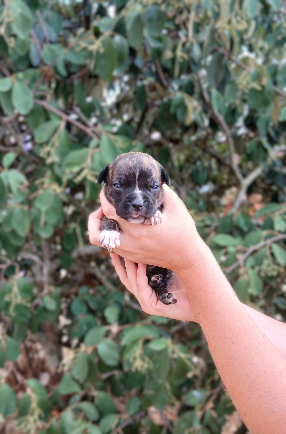 Du Domaine Du Sautadet - Chiots disponibles - American Staffordshire Terrier
