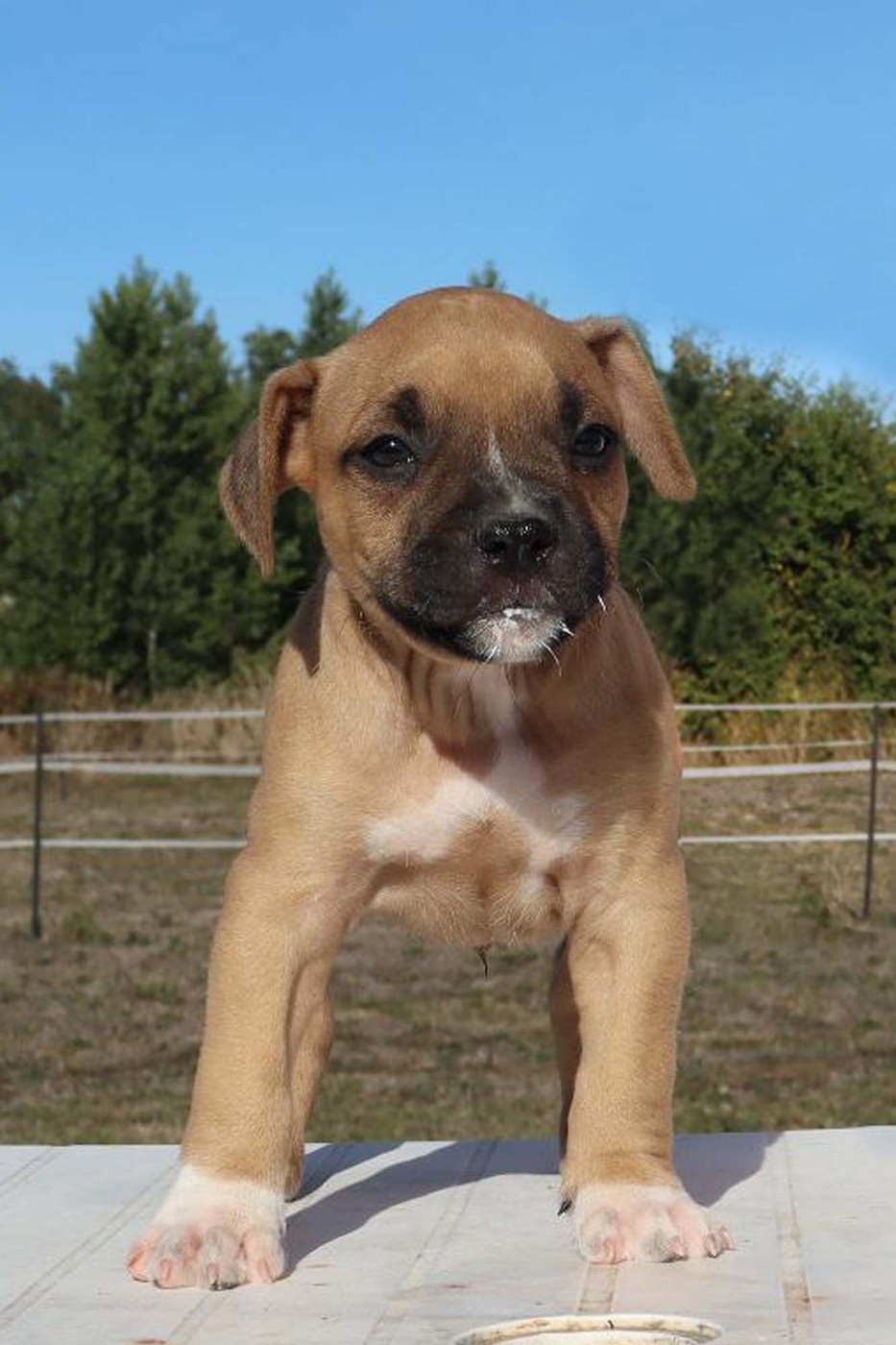 Du Domaine Du Sautadet - Chiots disponibles - American Staffordshire Terrier