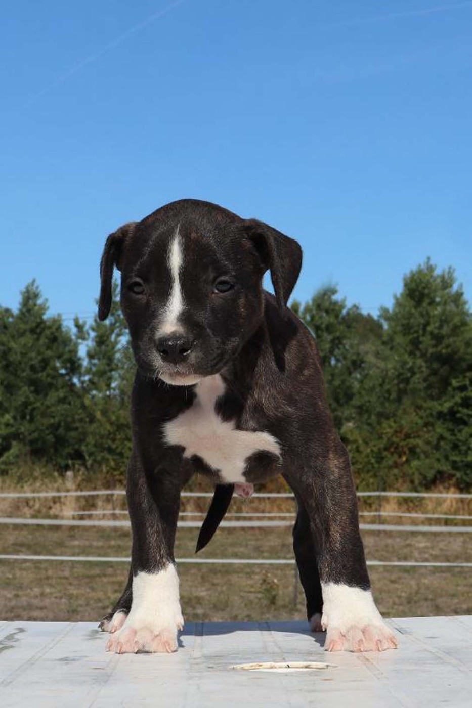 Du Domaine Du Sautadet - Chiots disponibles - American Staffordshire Terrier