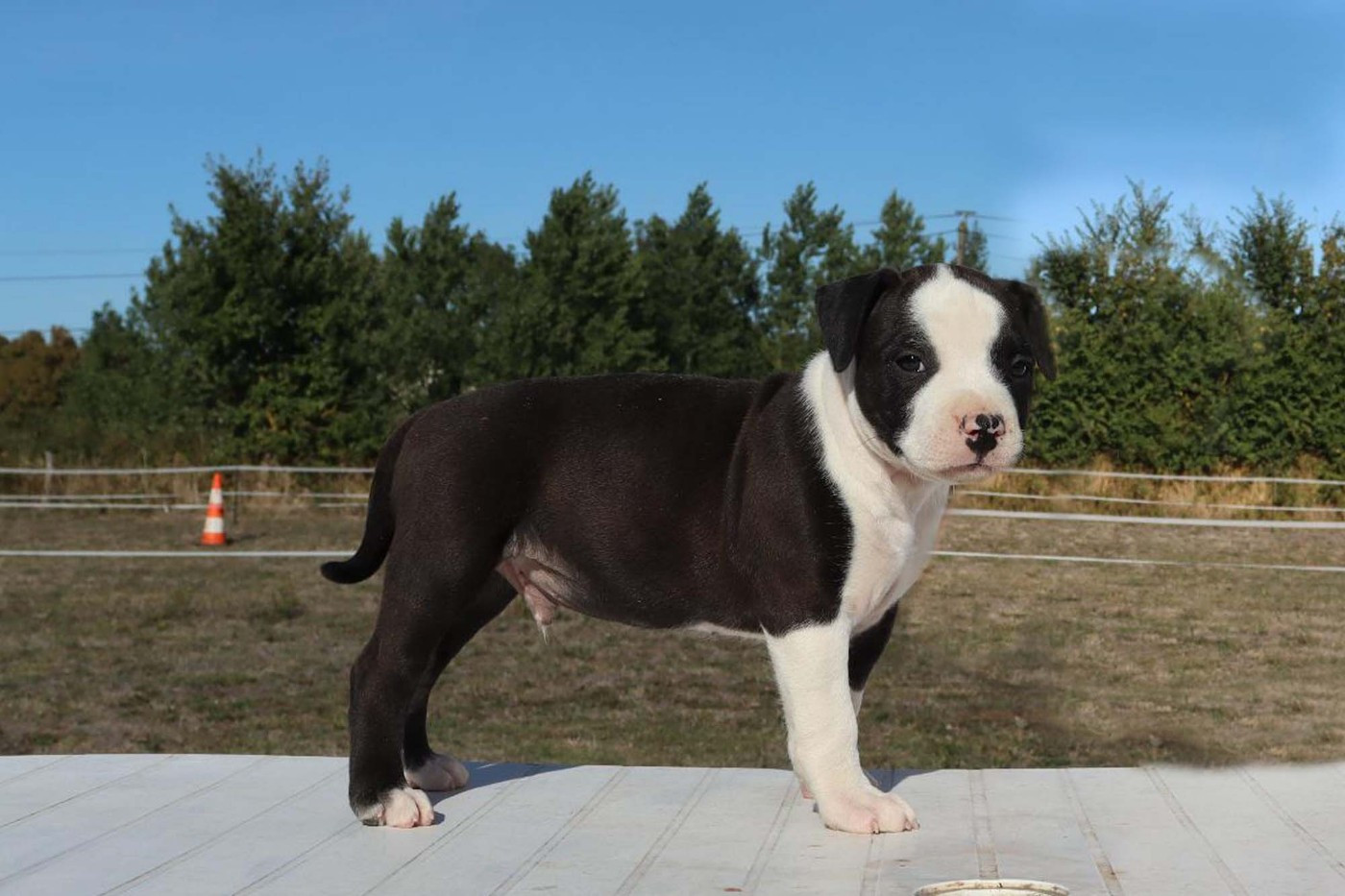 Du Domaine Du Sautadet - Chiots disponibles - American Staffordshire Terrier