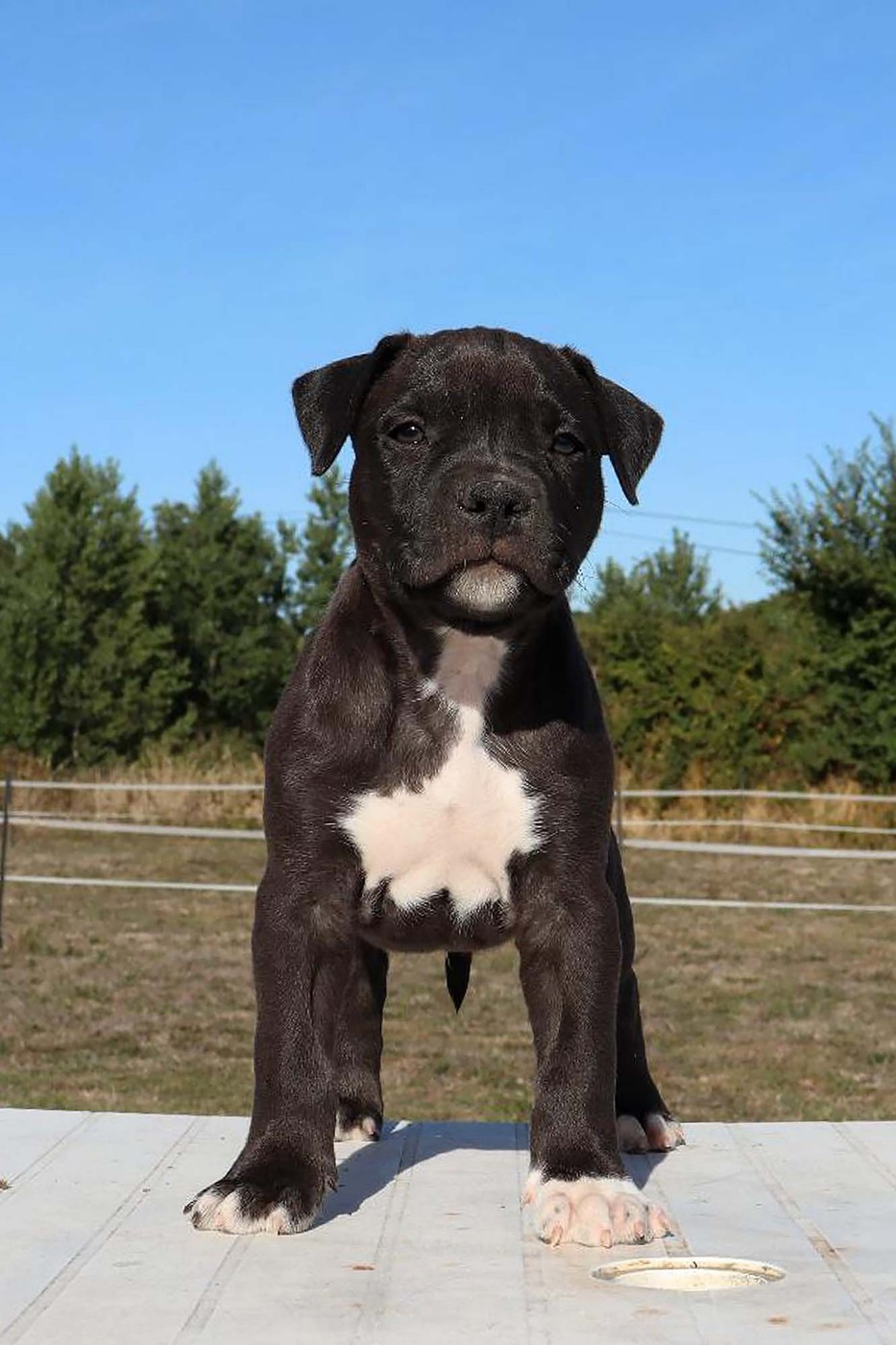 Du Domaine Du Sautadet - Chiots disponibles - American Staffordshire Terrier