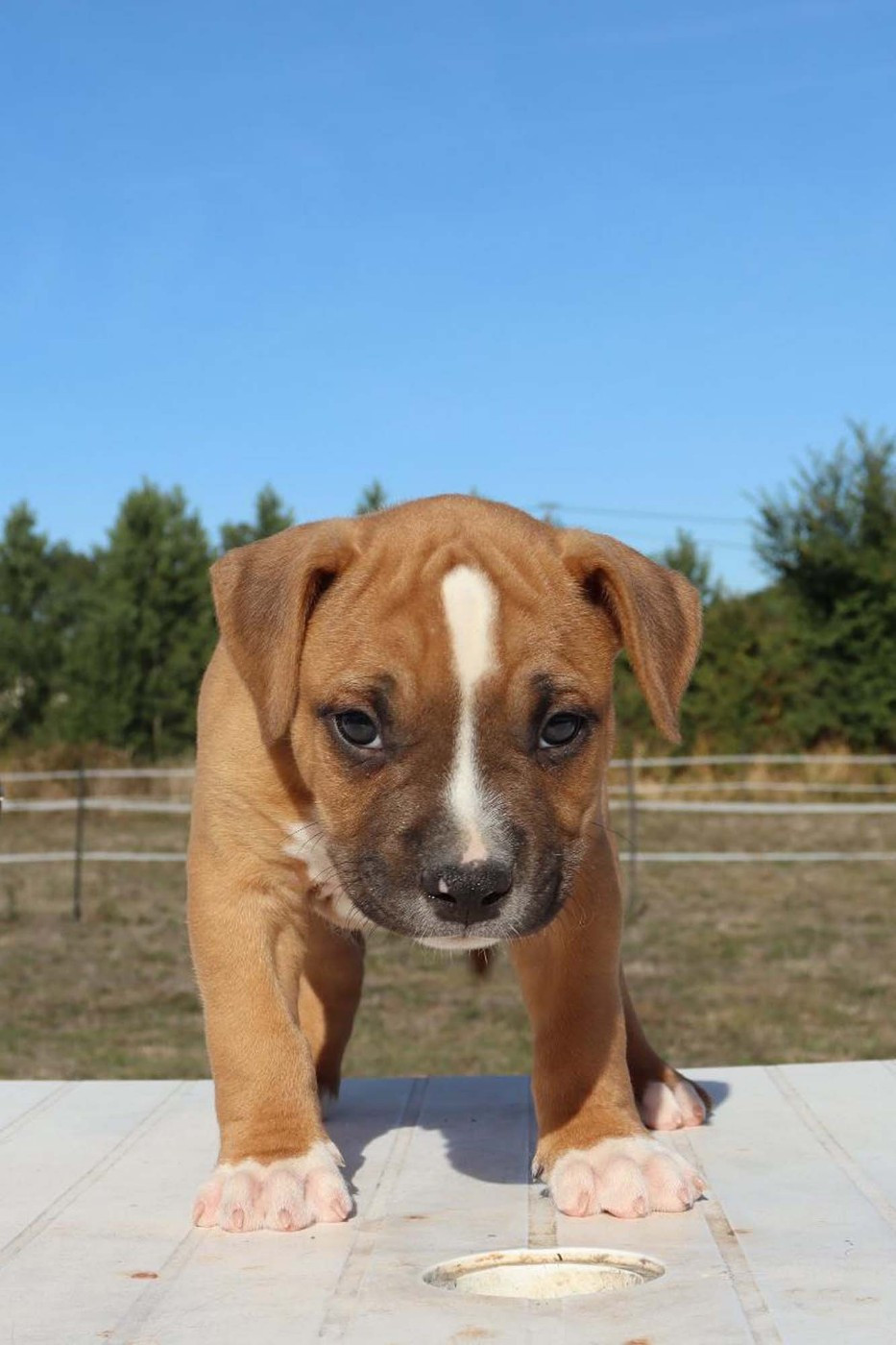 Du Domaine Du Sautadet - Chiots disponibles - American Staffordshire Terrier