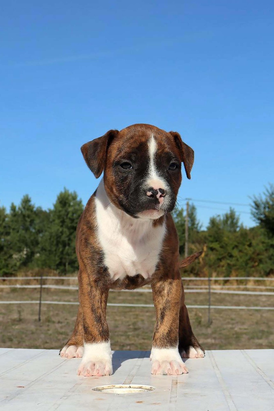 Du Domaine Du Sautadet - Chiots disponibles - American Staffordshire Terrier