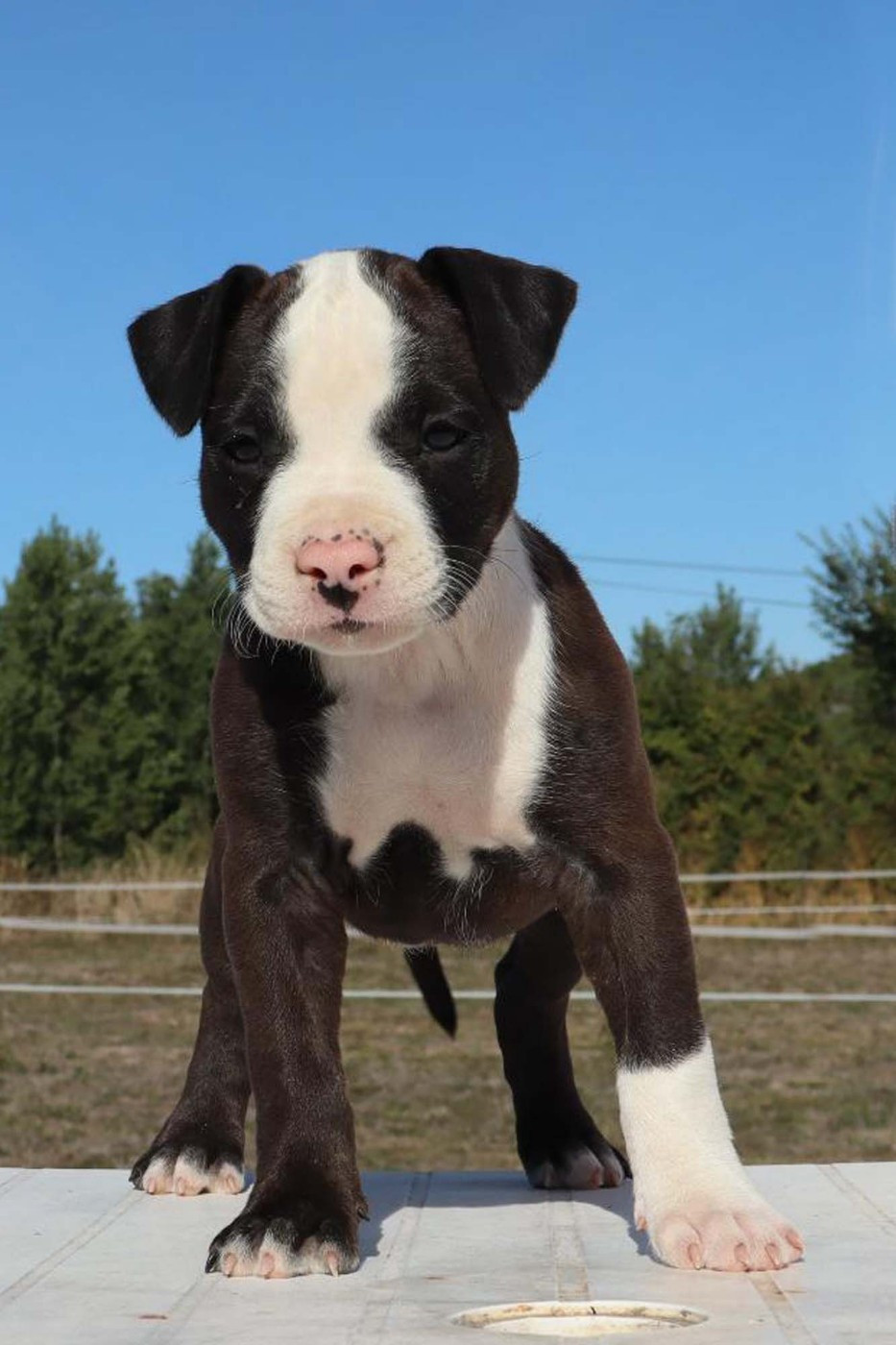 Du Domaine Du Sautadet - Chiots disponibles - American Staffordshire Terrier