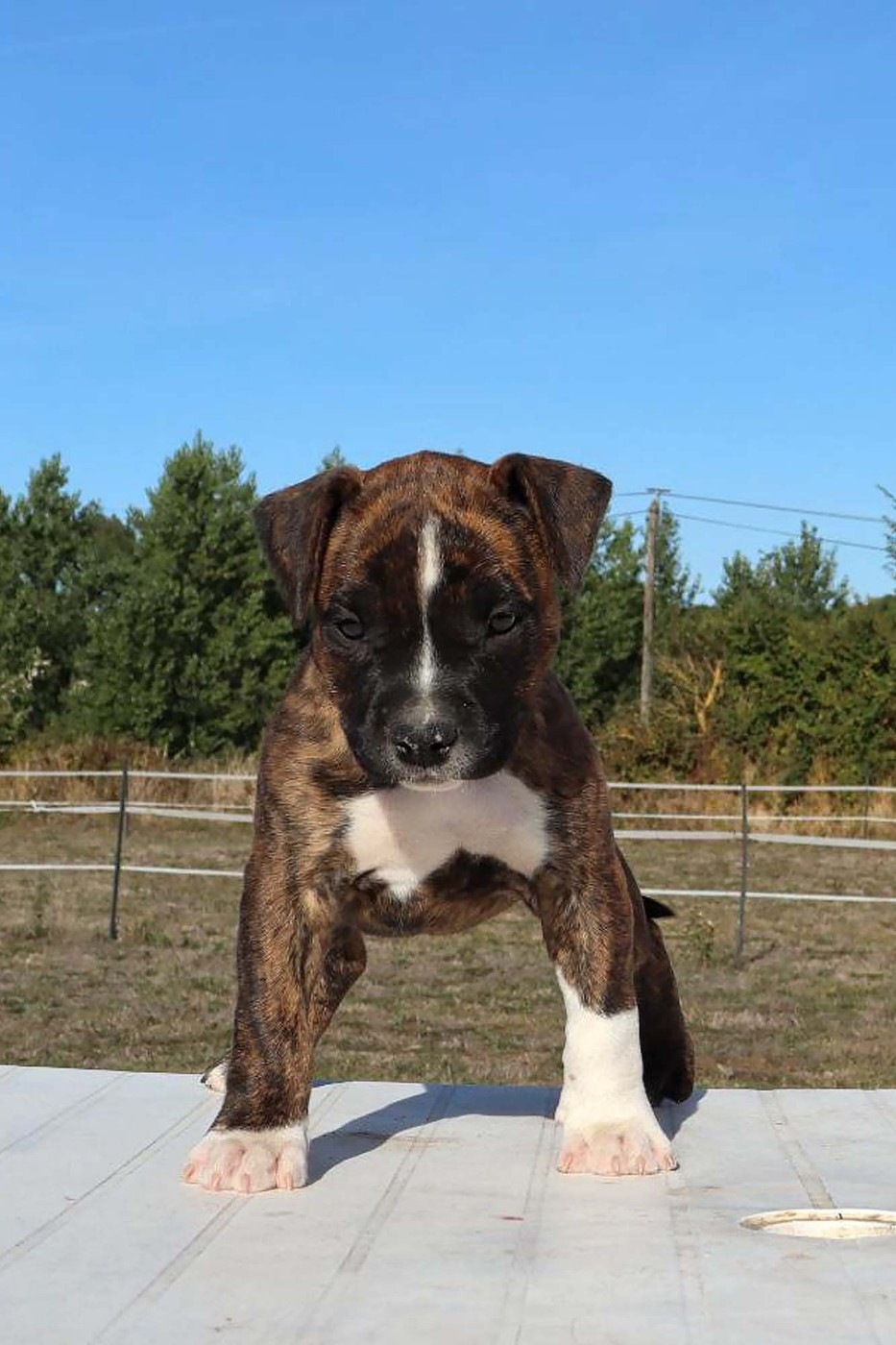 Du Domaine Du Sautadet - Chiots disponibles - American Staffordshire Terrier