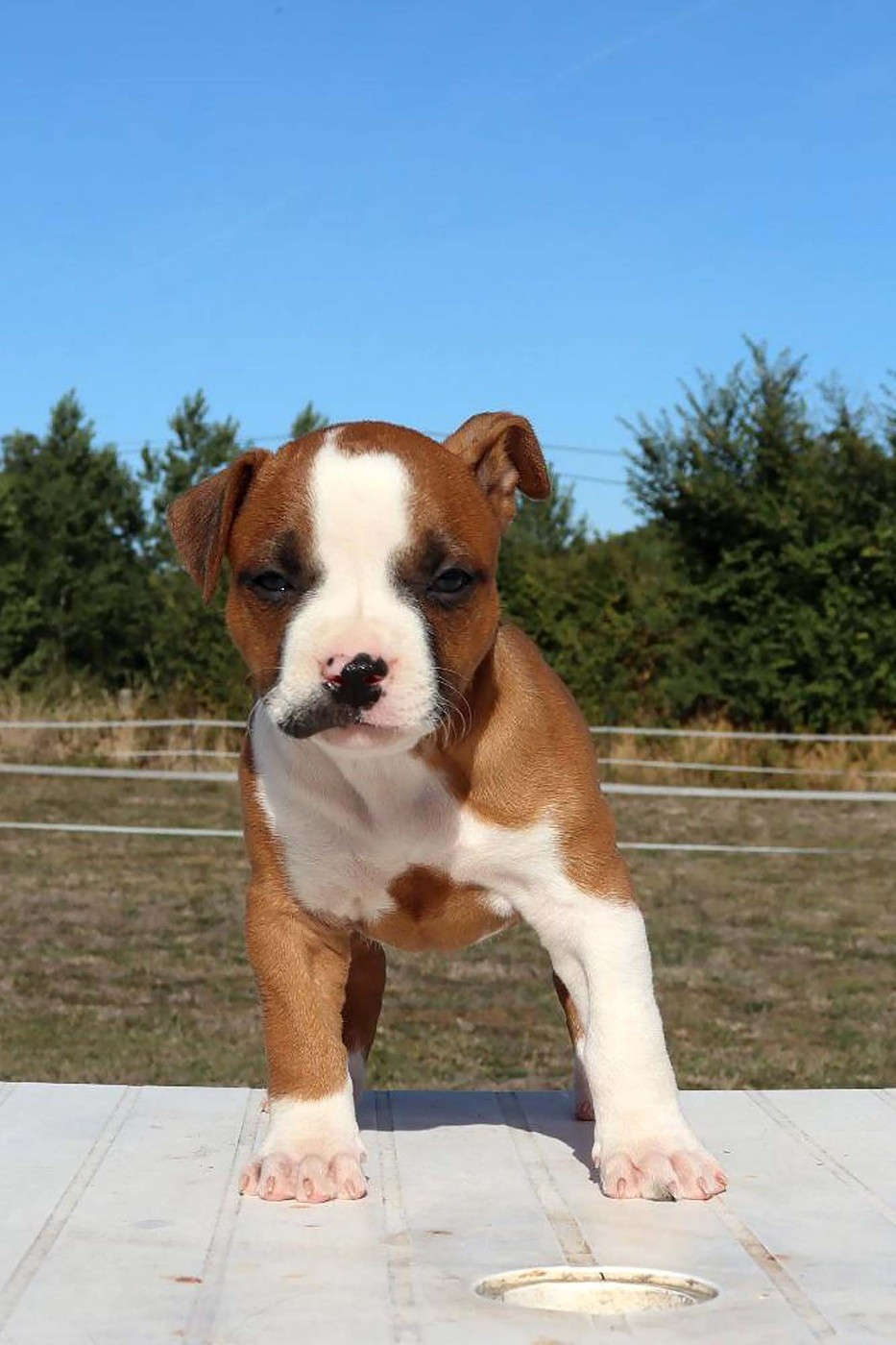 Du Domaine Du Sautadet - Chiots disponibles - American Staffordshire Terrier