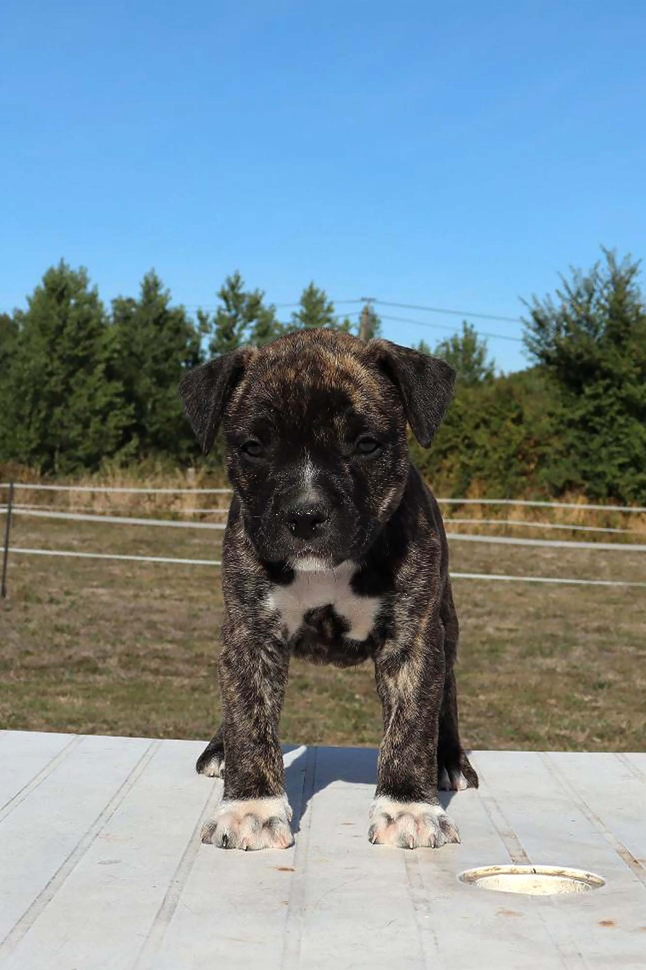 Du Domaine Du Sautadet - Chiots disponibles - American Staffordshire Terrier