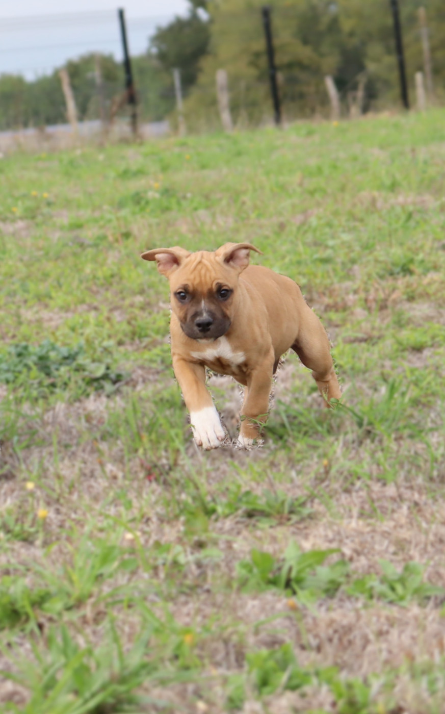 Du Domaine Du Sautadet - Chiots disponibles - American Staffordshire Terrier