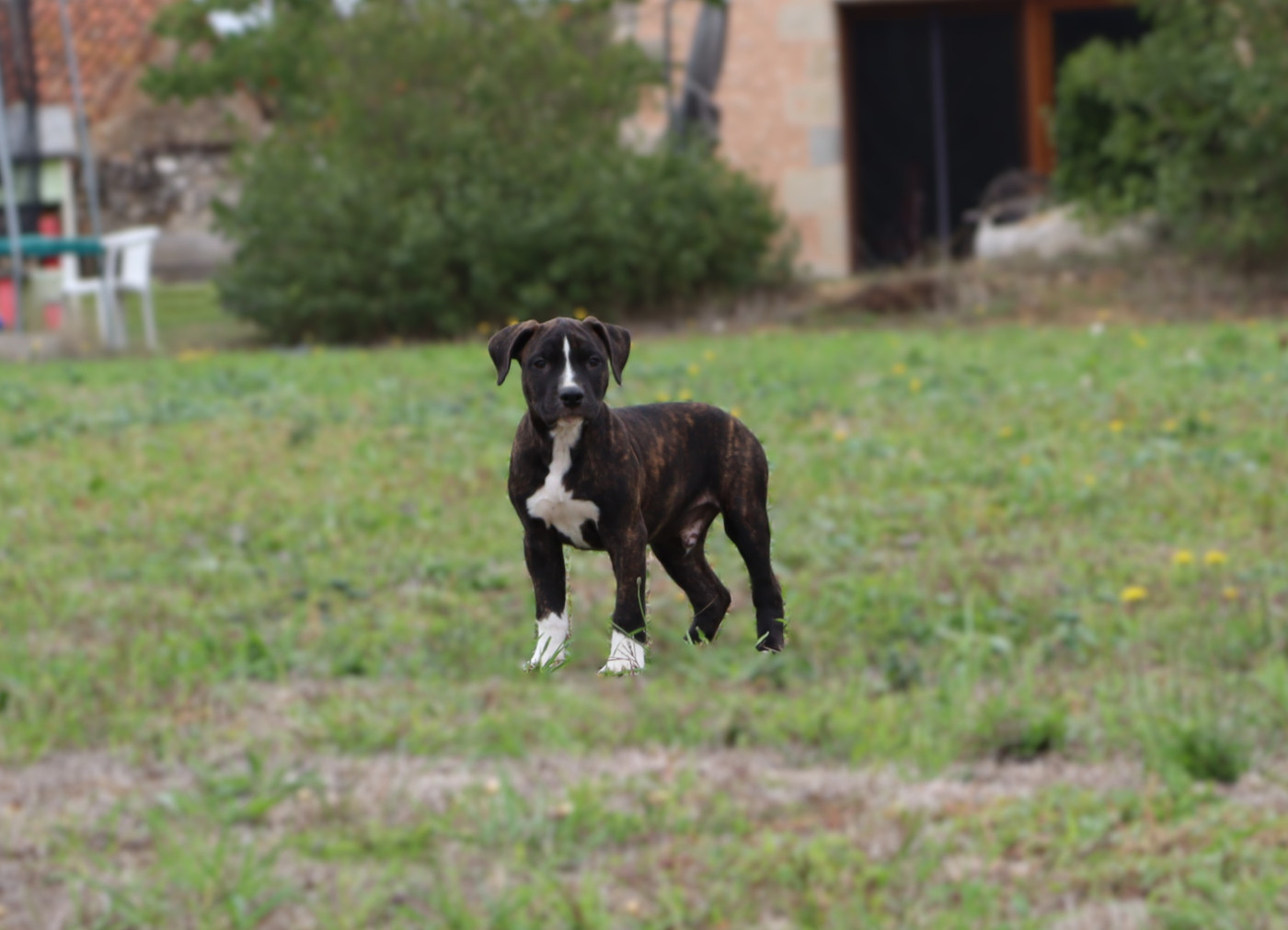 Du Domaine Du Sautadet - Chiots disponibles - American Staffordshire Terrier