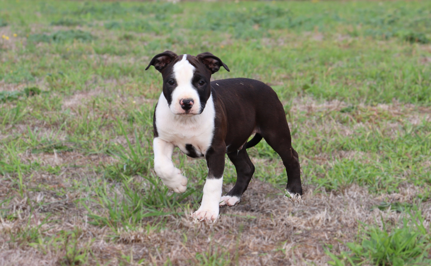 Du Domaine Du Sautadet - Chiots disponibles - American Staffordshire Terrier