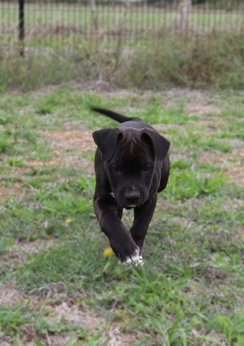Du Domaine Du Sautadet - Chiots disponibles - American Staffordshire Terrier