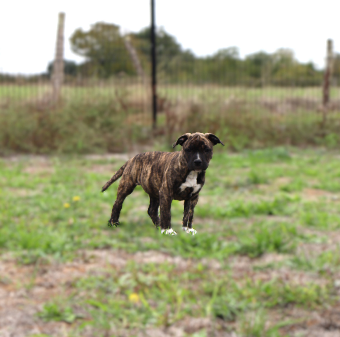 Du Domaine Du Sautadet - Chiots disponibles - American Staffordshire Terrier