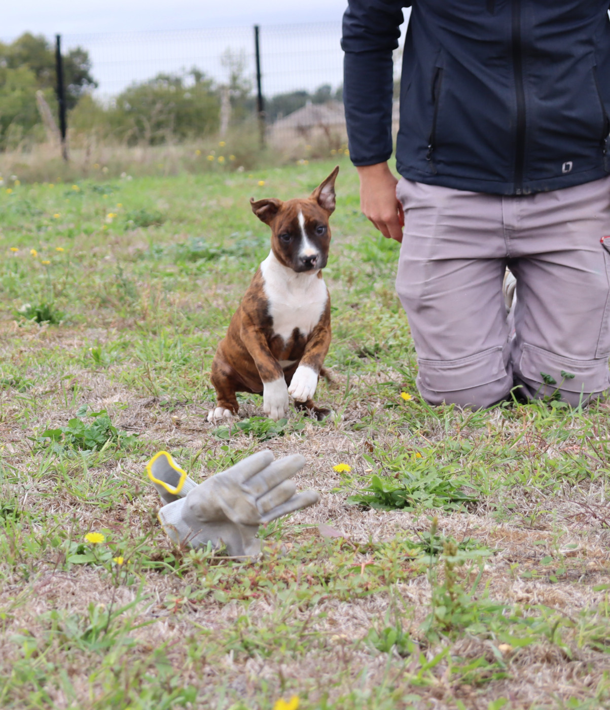 Du Domaine Du Sautadet - Chiots disponibles - American Staffordshire Terrier